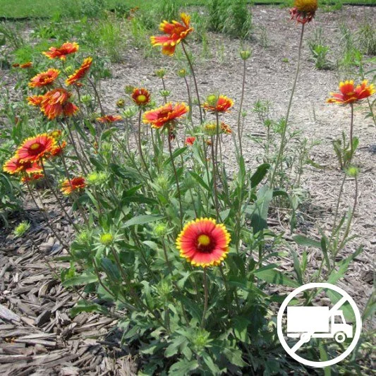 Gaillardia aristata perennial hotsell